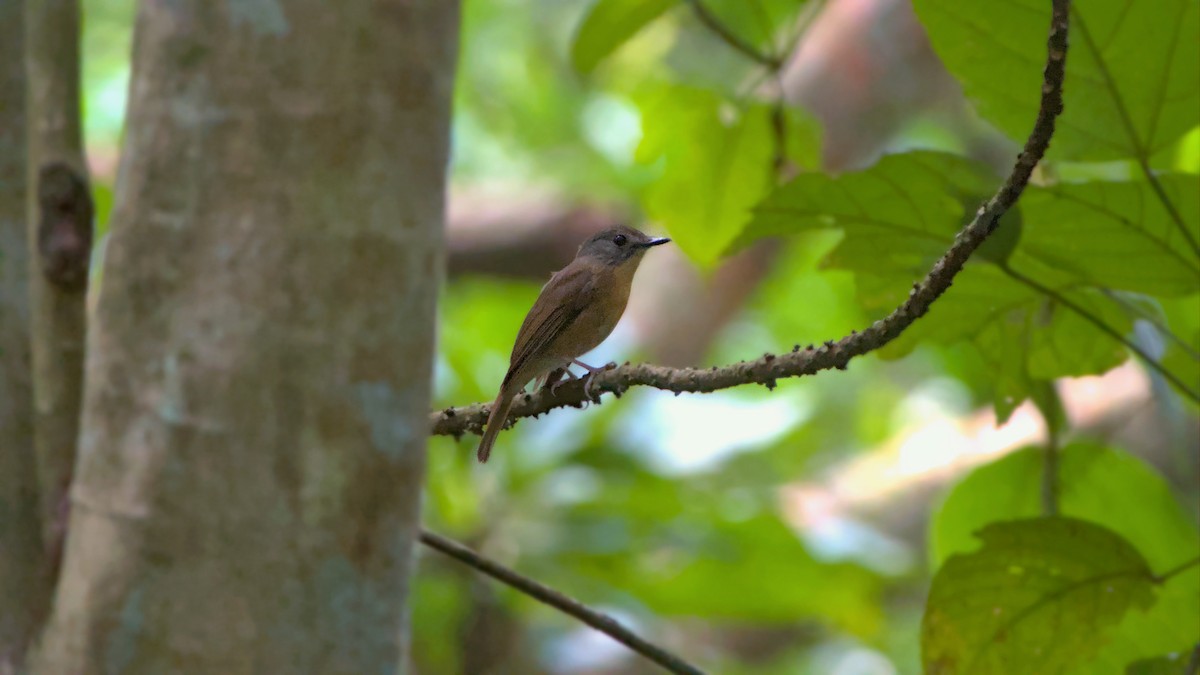 Pale-chinned Flycatcher - ML642284529
