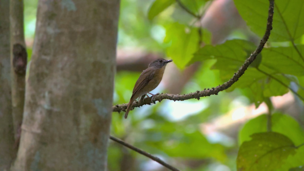 Pale-chinned Flycatcher - ML642284530