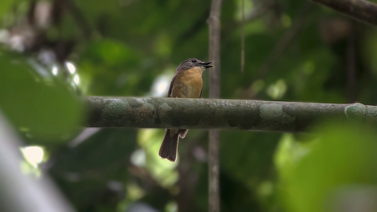 Pale-chinned Flycatcher - ML642284531
