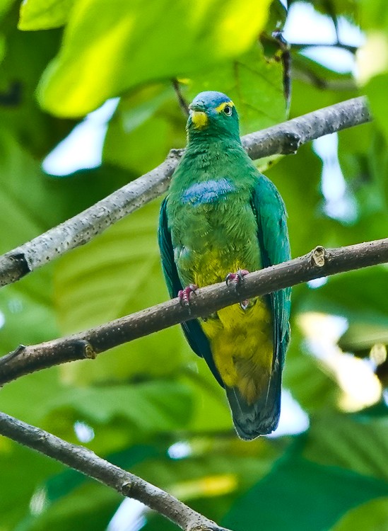 Blue-capped Fruit-Dove - ML642284540