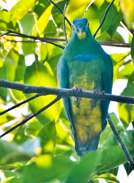 Blue-capped Fruit-Dove - ML642284555