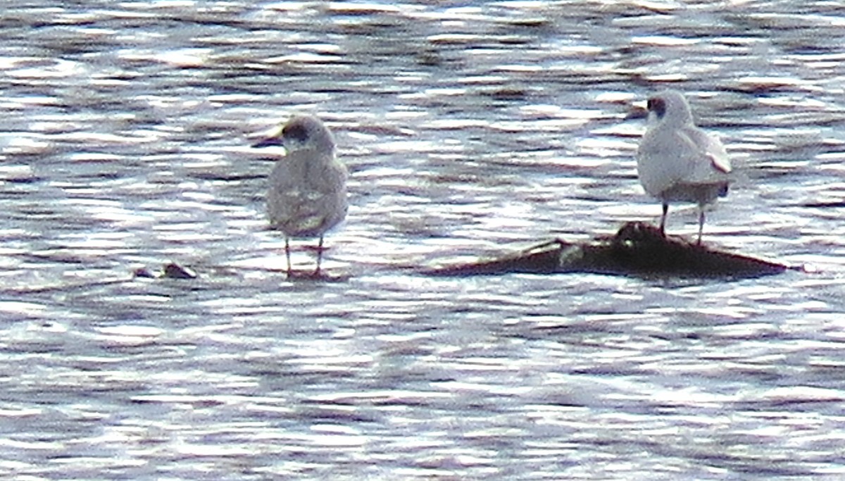 Forster's Tern - ML642284563