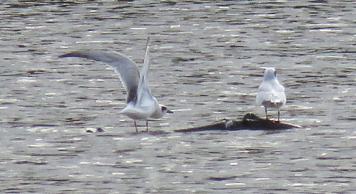 Forster's Tern - ML642284564