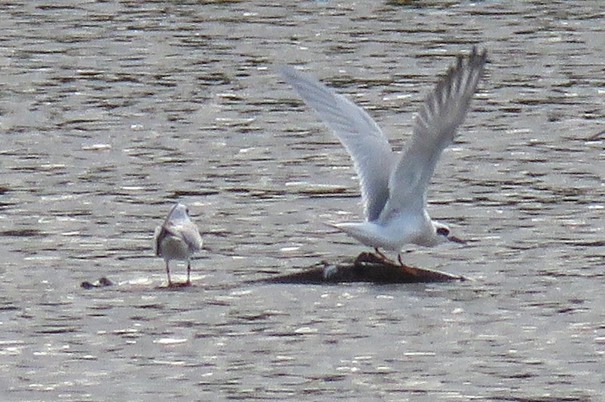 Forster's Tern - ML642284565