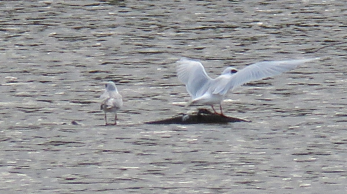 Forster's Tern - ML642284566