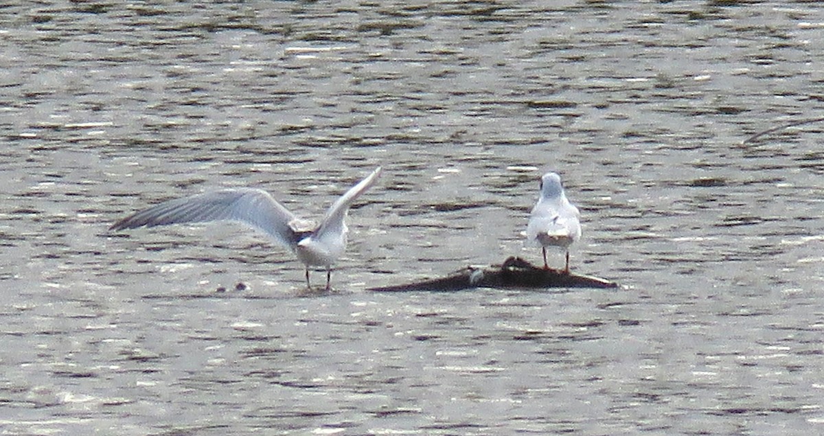 Forster's Tern - ML642284567