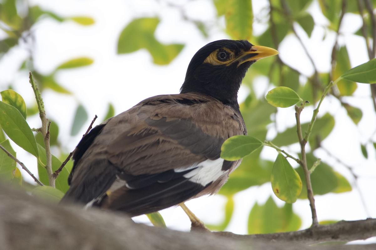 Common Myna - ML642284570