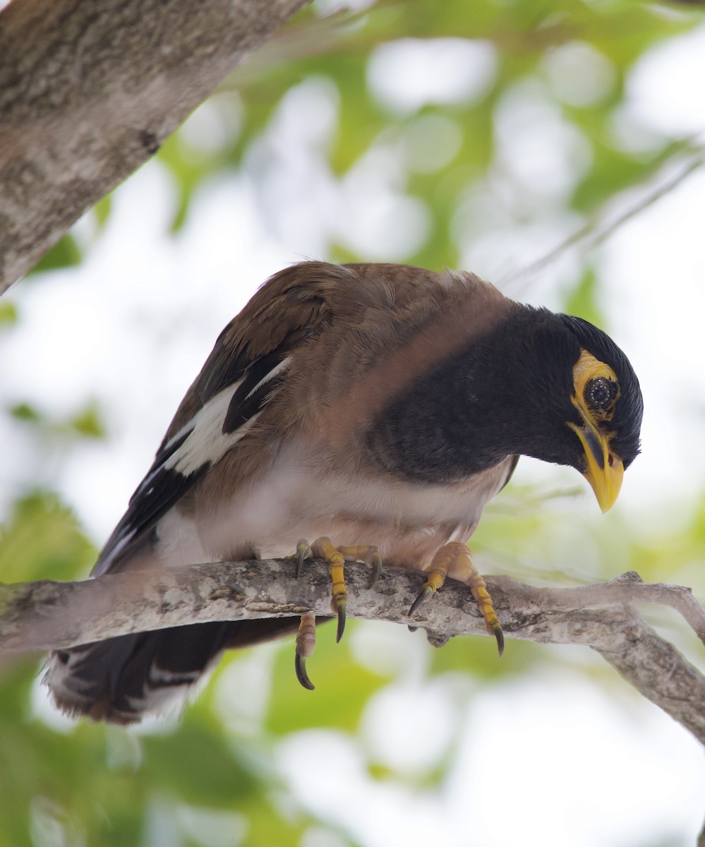 Common Myna - ML642284571