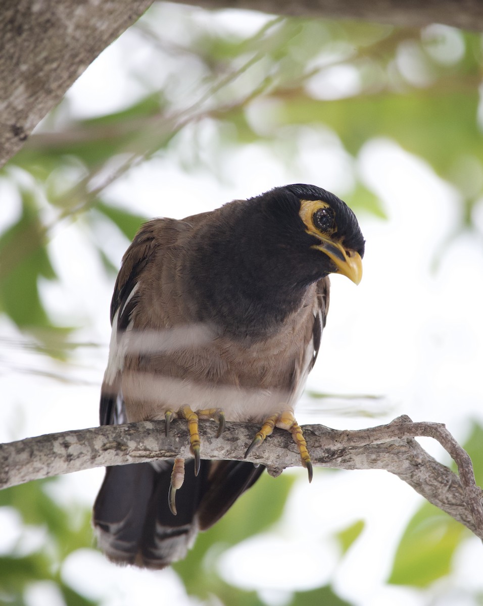 Common Myna - ML642284572