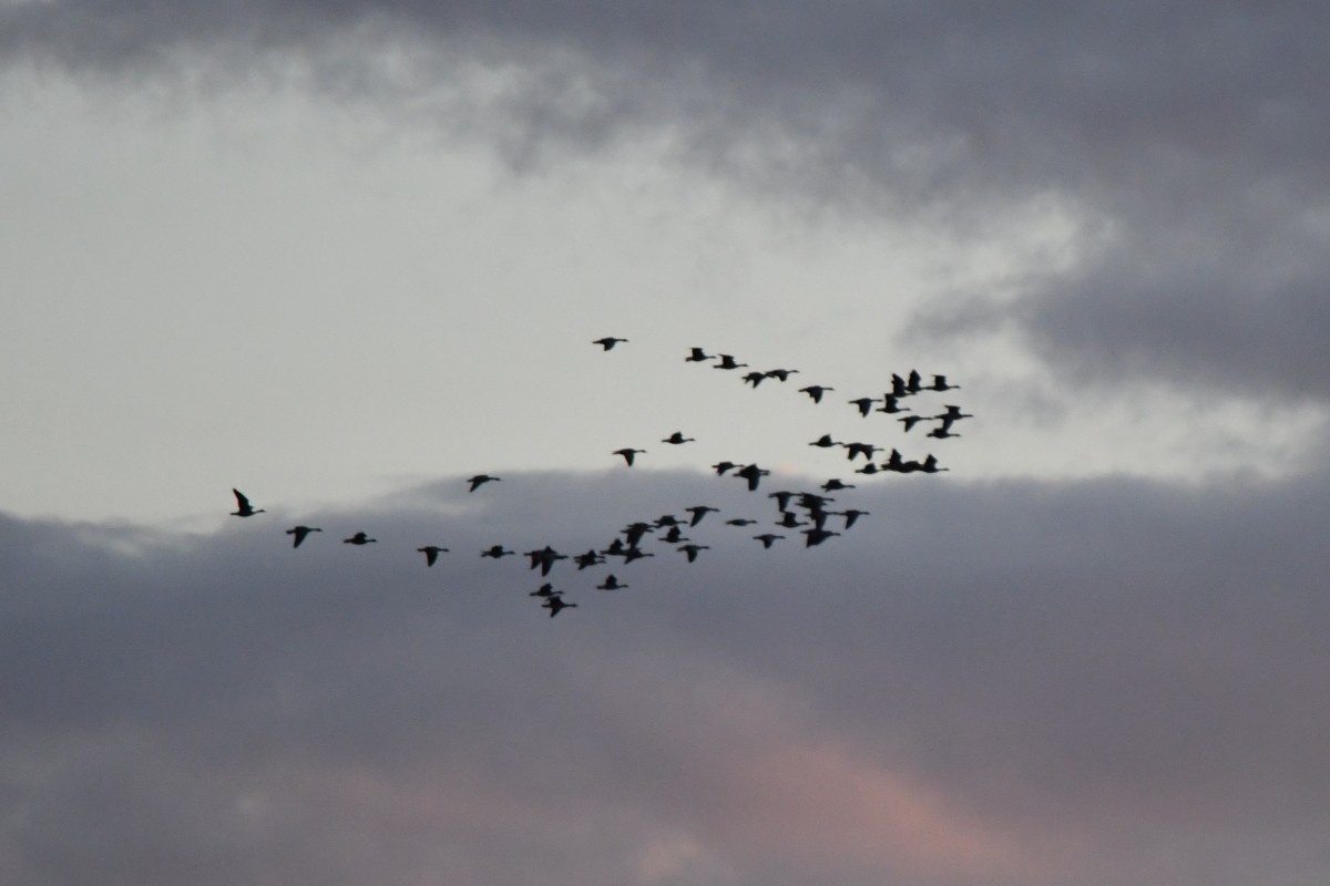 Greater White-fronted Goose - ML642284577