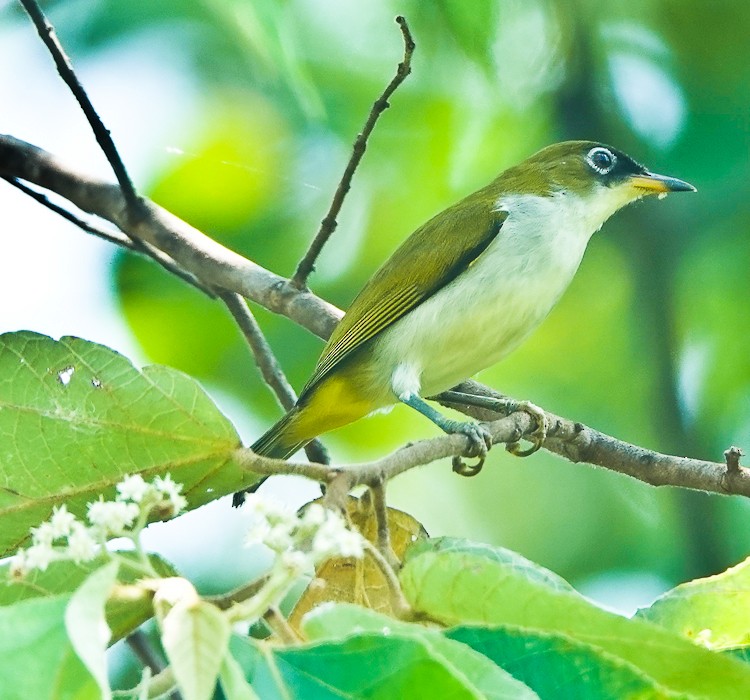 モルッカメジロ（fuscifrons） - ML642284587