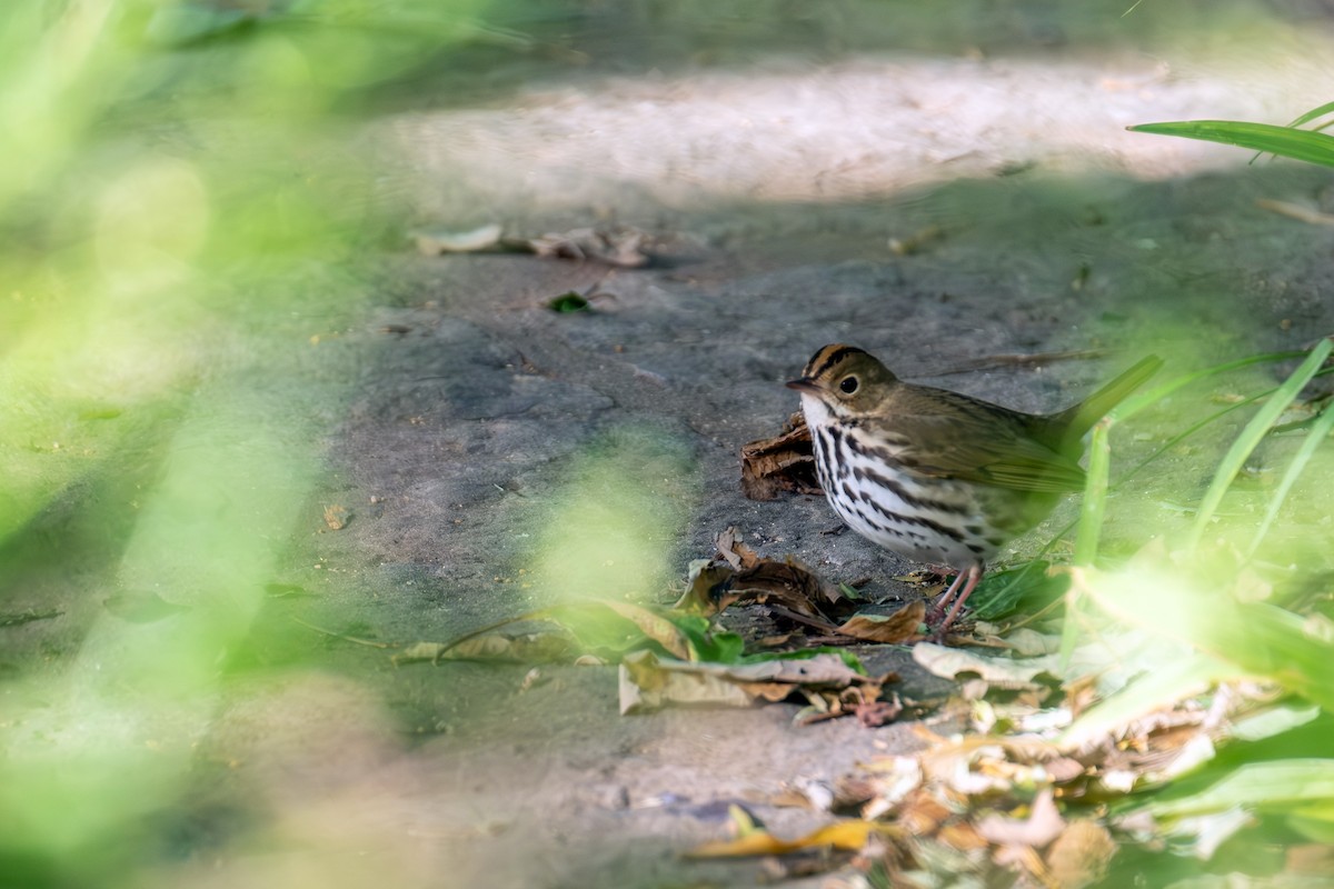 Ovenbird - ML642284622