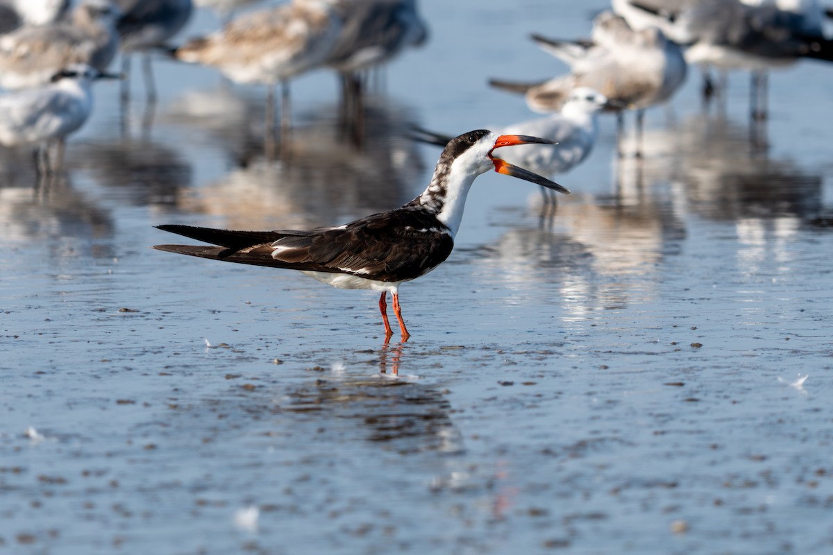 Black Skimmer - ML642284630
