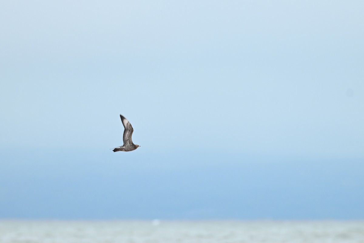 Parasitic Jaeger - ML642284651