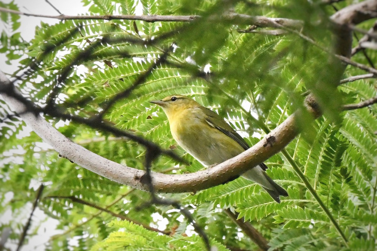 Tennessee Warbler - ML642284697