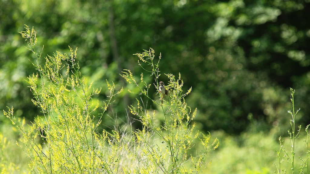 Song Sparrow - ML642284706