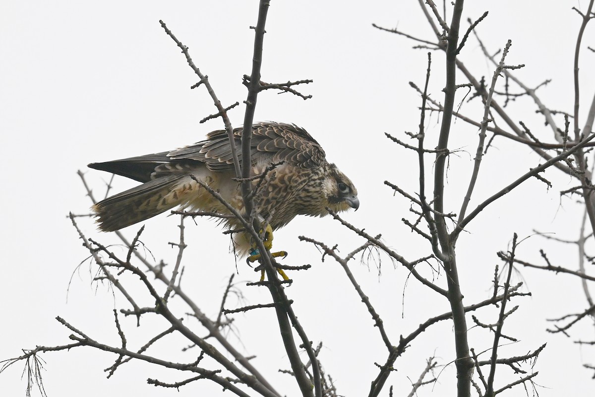 Peregrine Falcon - ML642284724