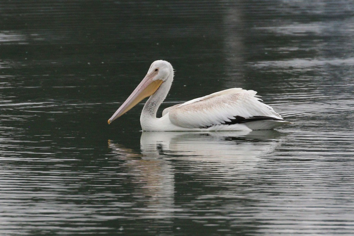 American White Pelican - ML642284734
