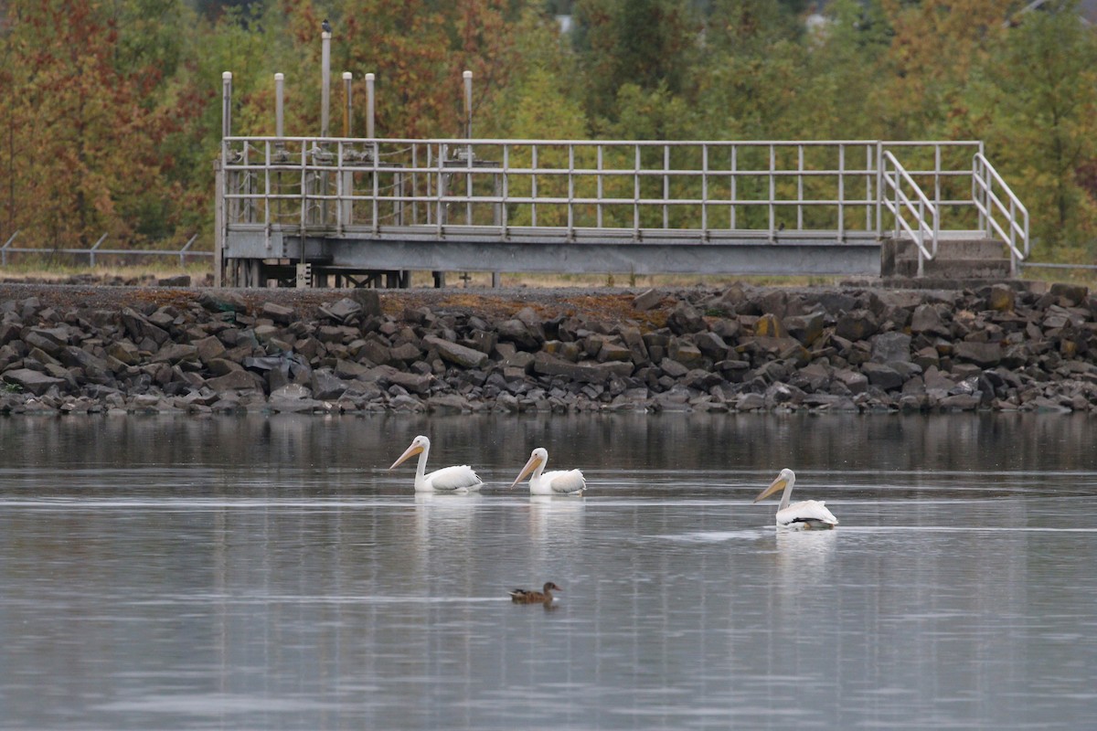 American White Pelican - ML642284735