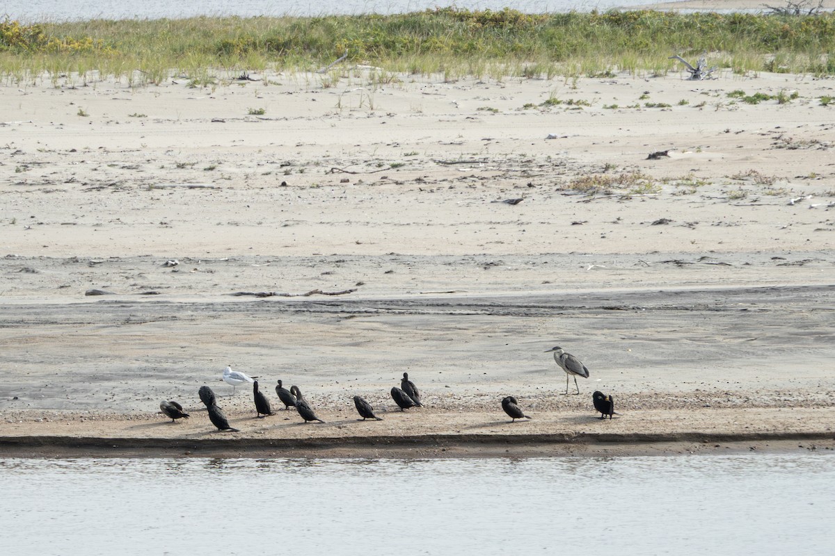 Double-crested Cormorant - ML642284746