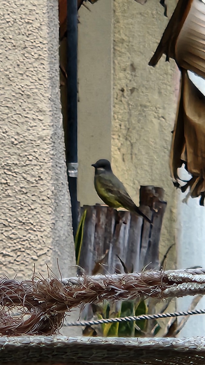 Cassin's Kingbird - ML642284750
