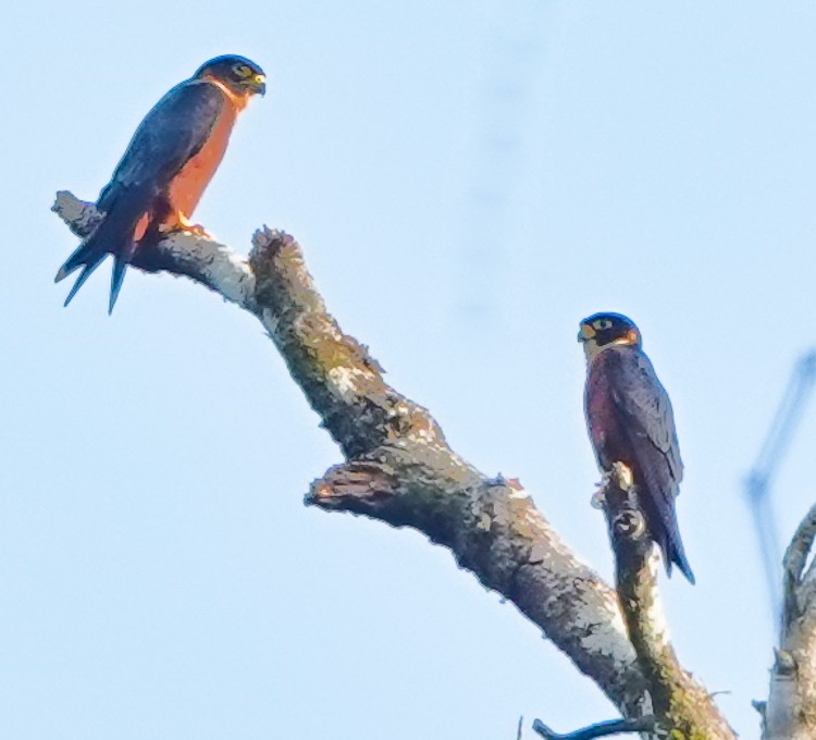 Oriental Hobby - ML642284753