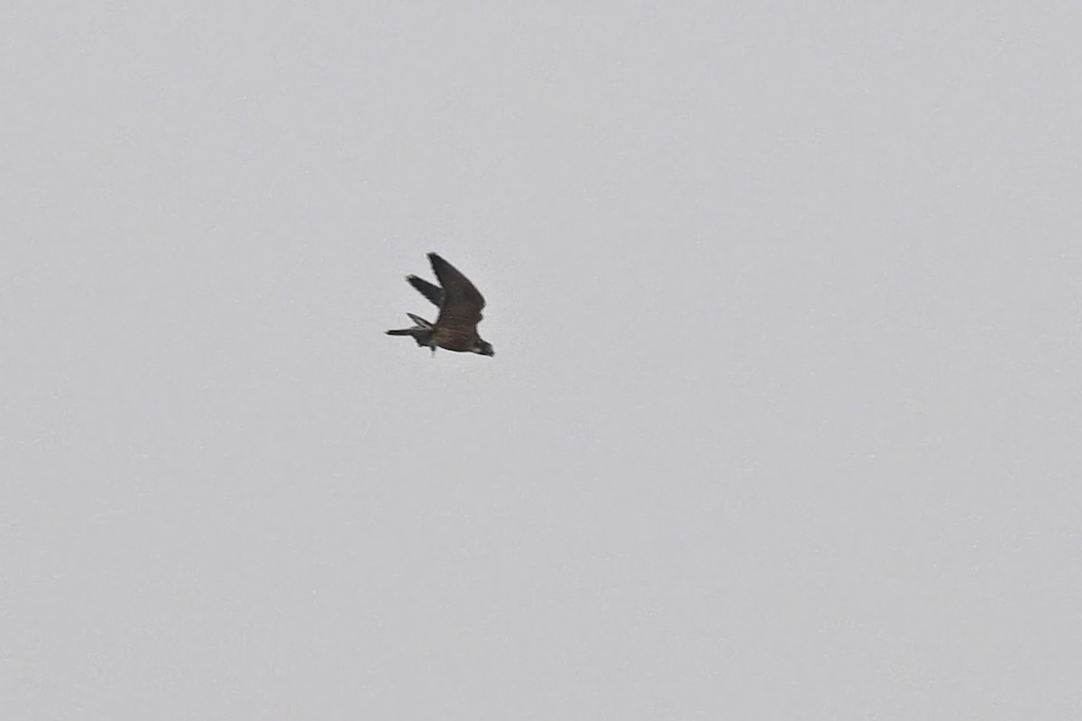 Peregrine Falcon - ML642284757