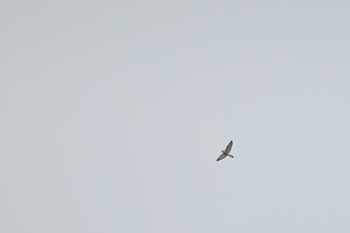 Peregrine Falcon - ML642284762