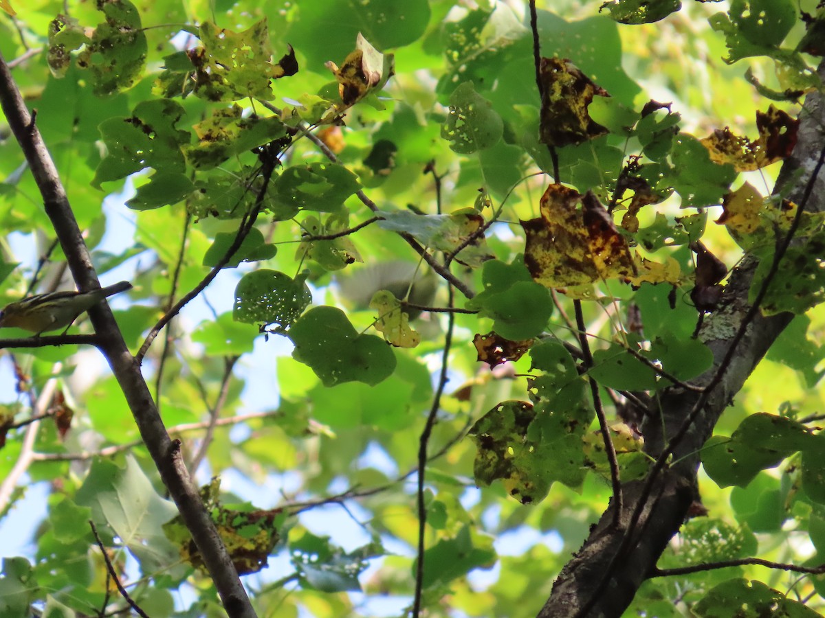 Blackburnian Warbler - ML642284773