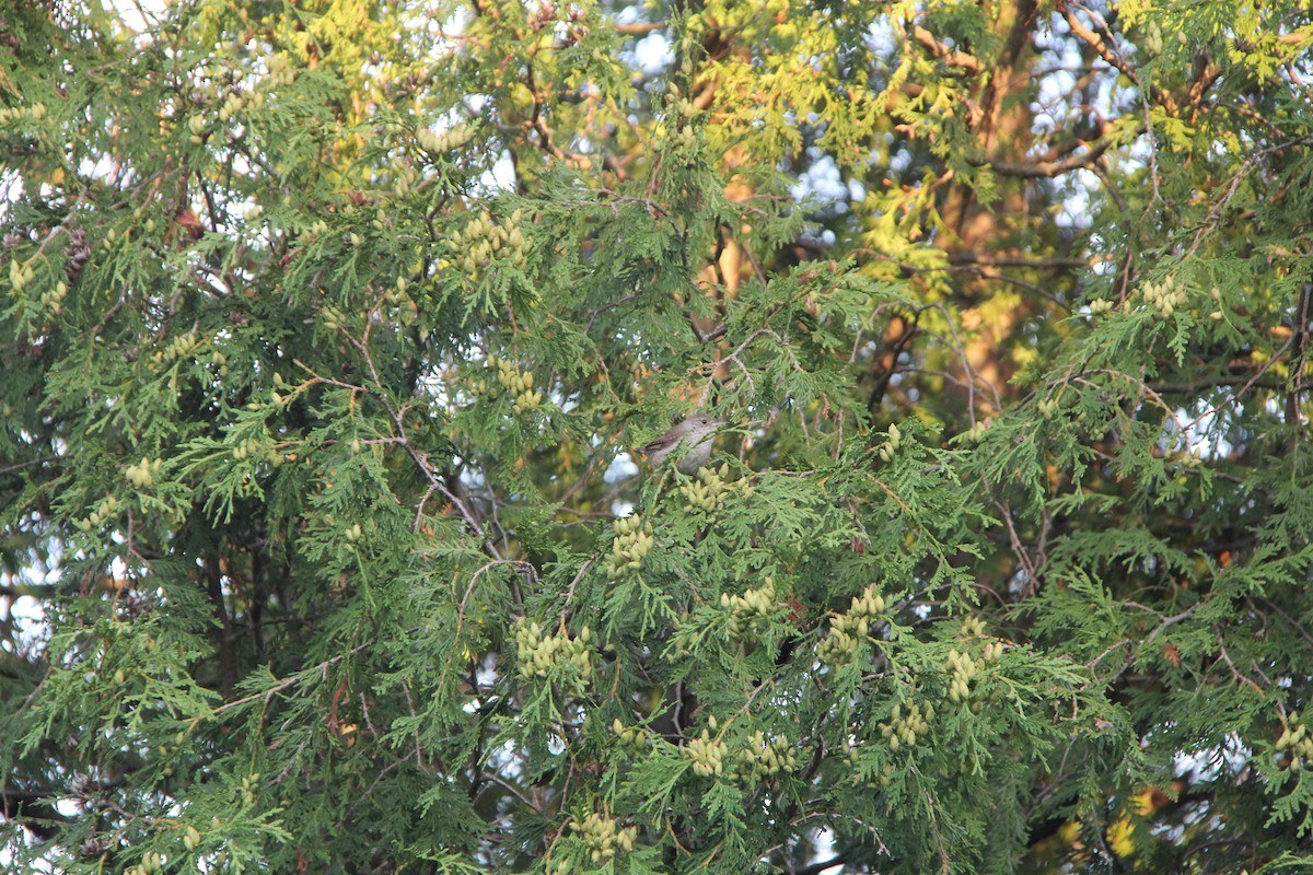 Northern House Wren - ML642284802