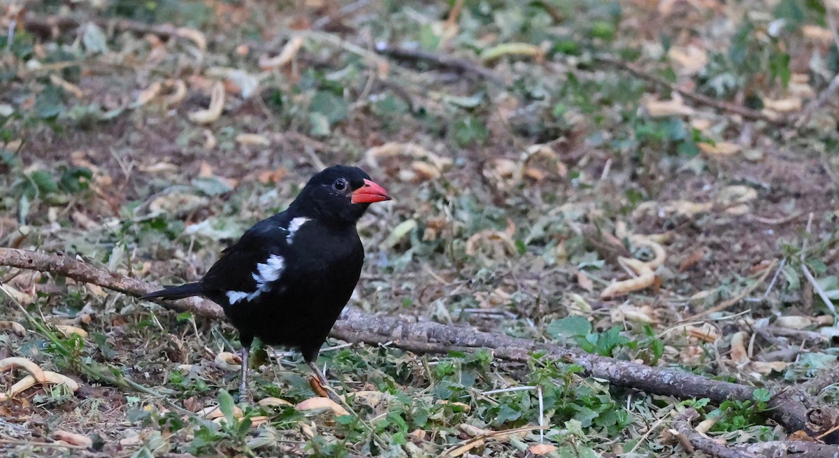 Red-billed Buffalo-Weaver - ML642284838