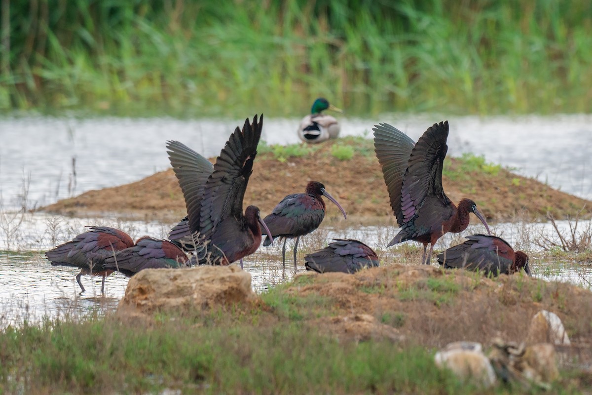 Glossy Ibis - ML642284862