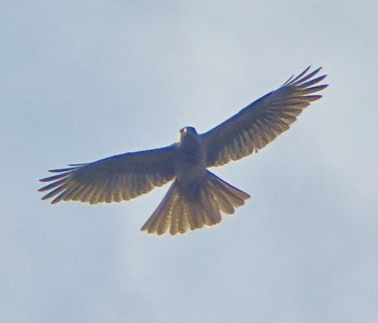 Moluccan Goshawk - ML642284877