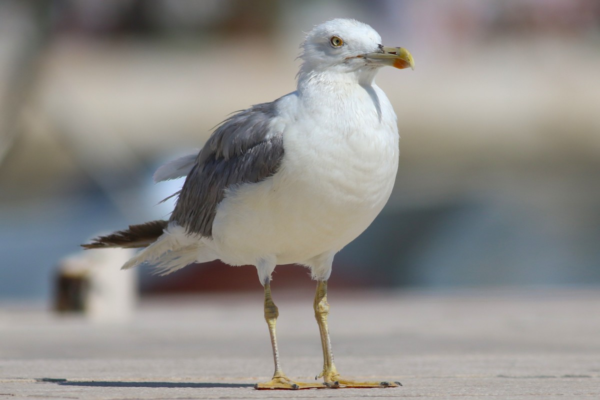 Yellow-legged Gull - ML642284887