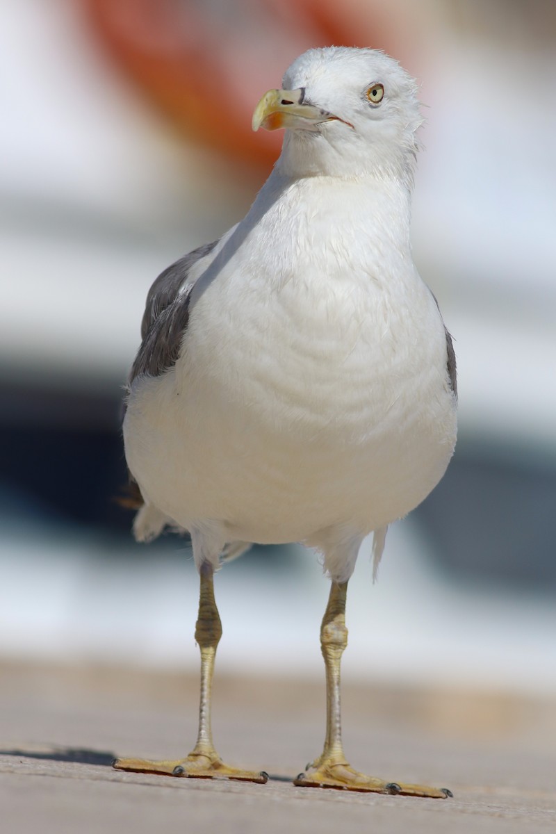 Yellow-legged Gull - ML642284888