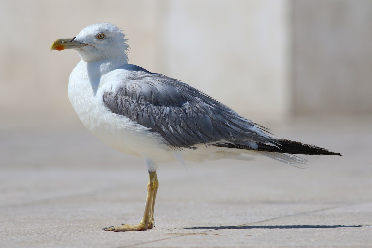 Yellow-legged Gull - ML642284889