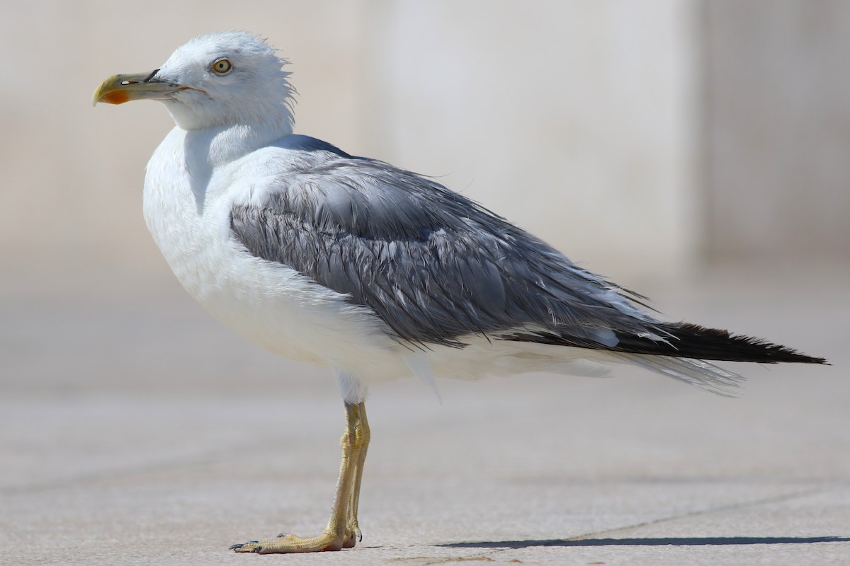 Yellow-legged Gull - ML642284890