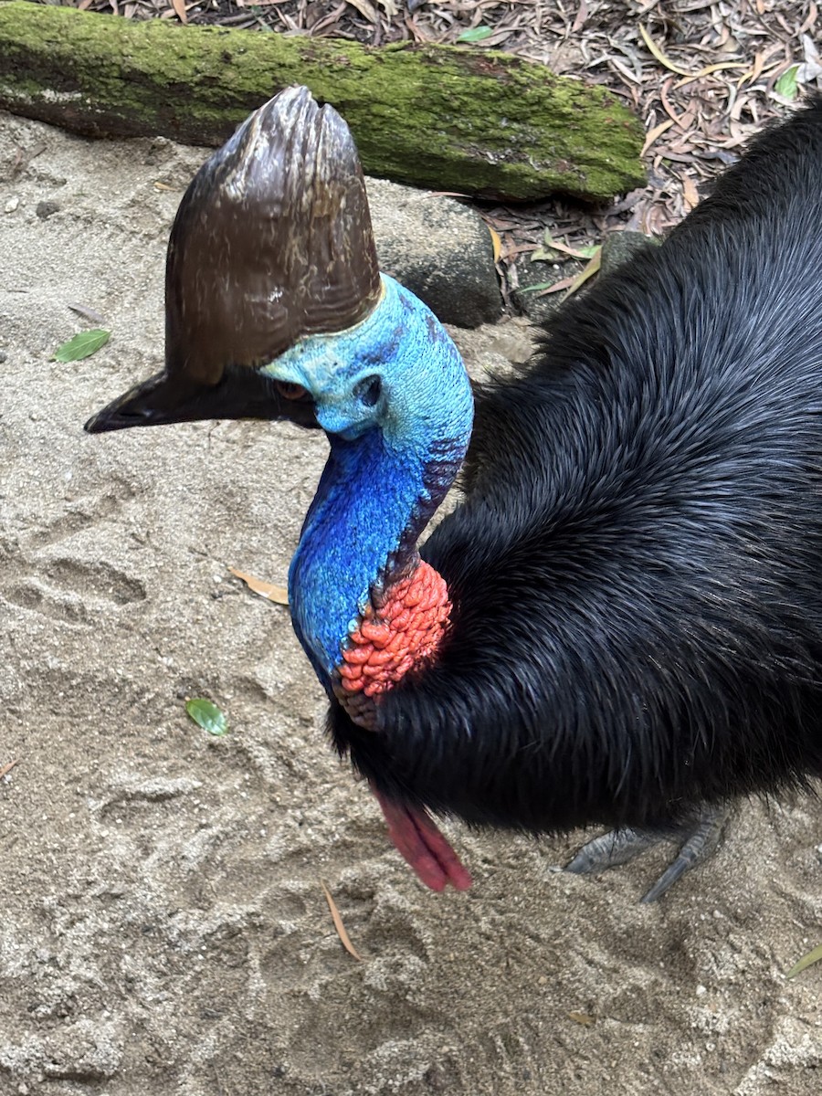 Southern Cassowary - ML642284895