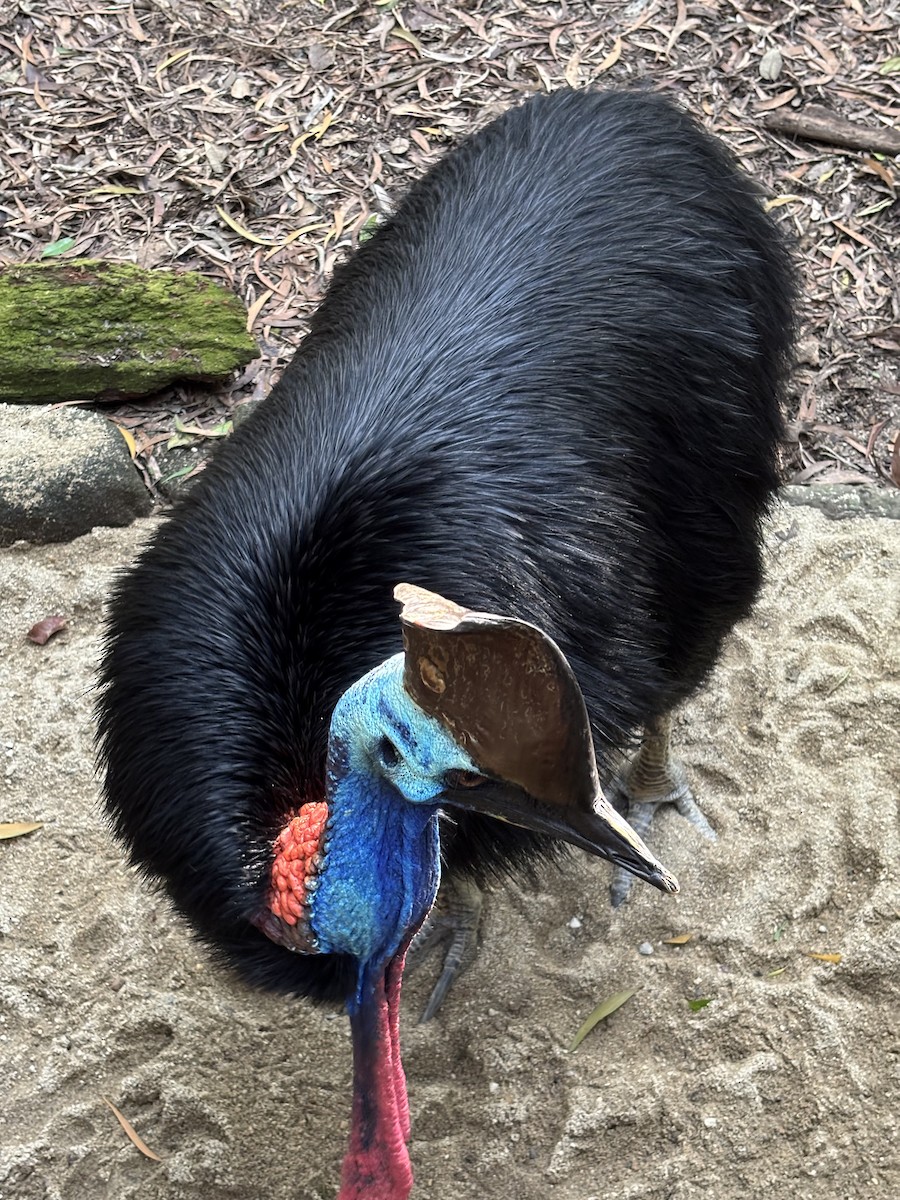 Southern Cassowary - ML642284896