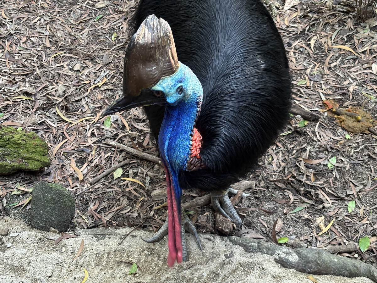 Southern Cassowary - ML642284897