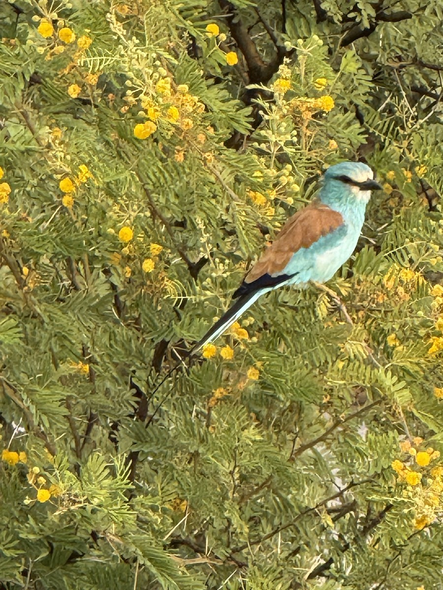 Abyssinian Roller - ML642284901