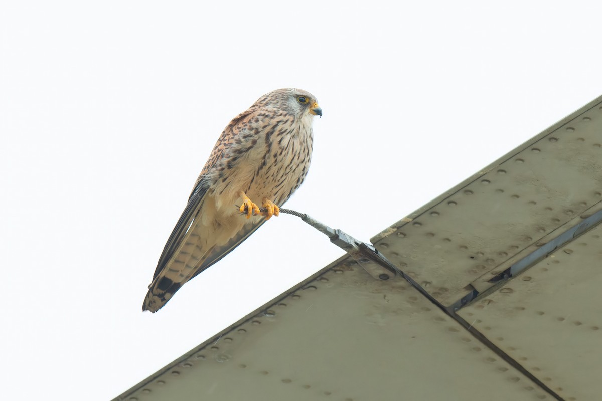 Lesser Kestrel - ML642284912