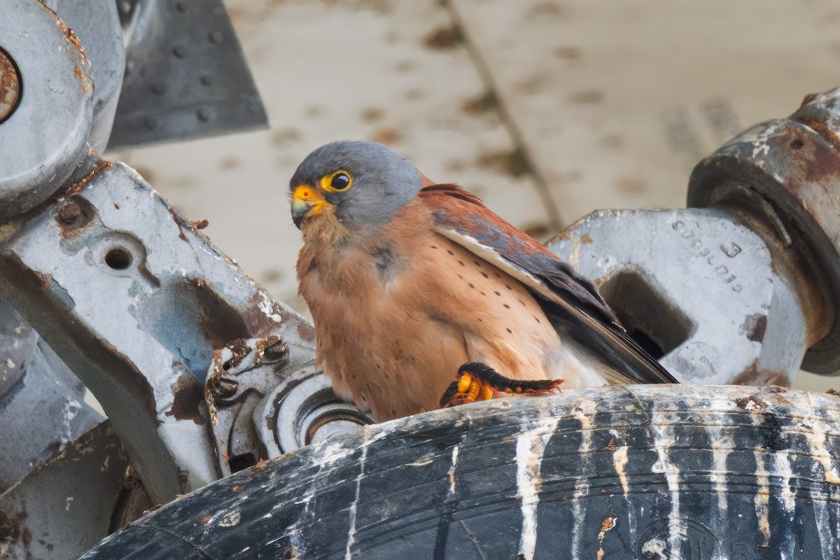 Lesser Kestrel - ML642284914
