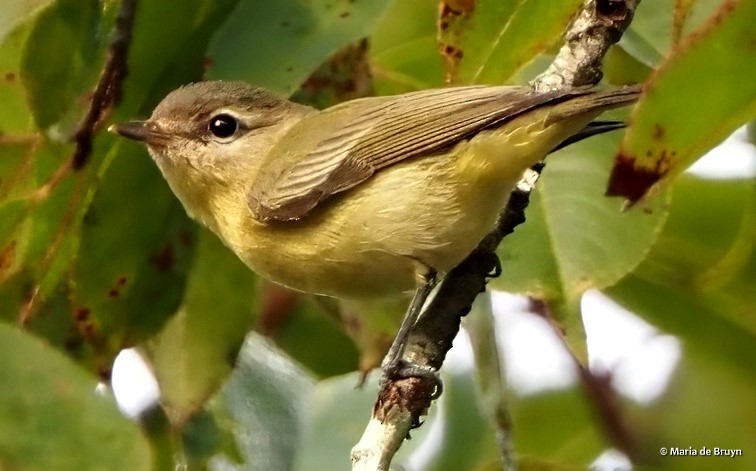 Philadelphia Vireo - ML642284954