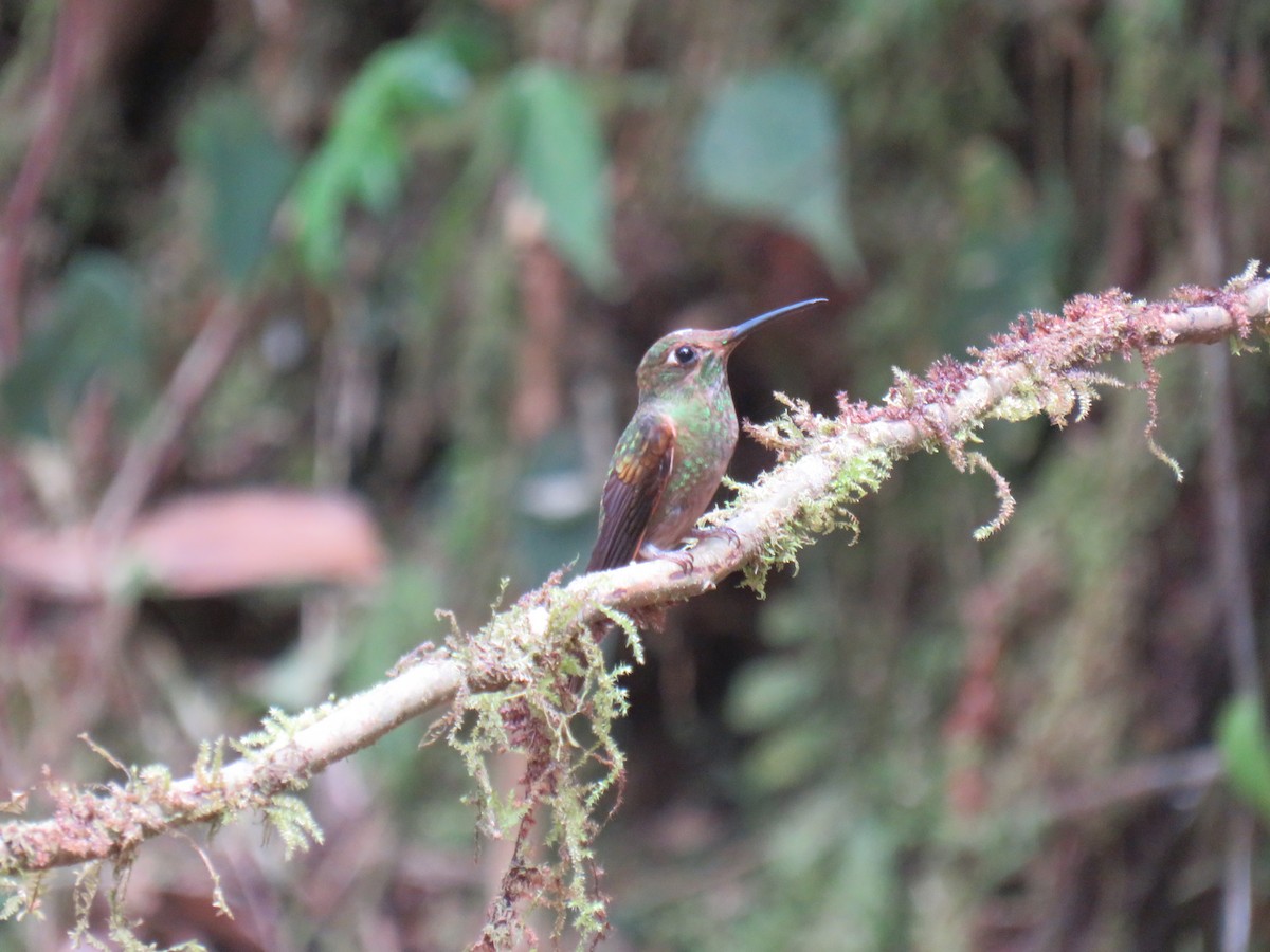 White-booted Racket-tail - ML642284957