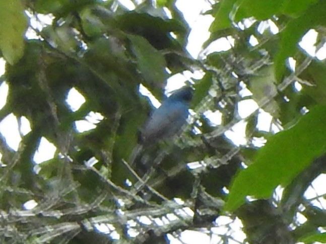 Nilgiri Flycatcher - ML642284968