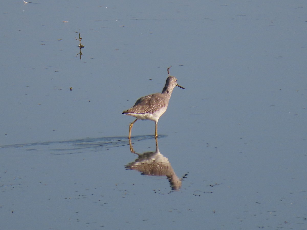 Greater Yellowlegs - ML642284989