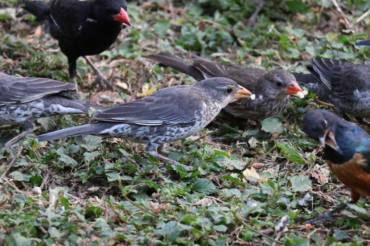 Red-billed Buffalo-Weaver - ML642285006
