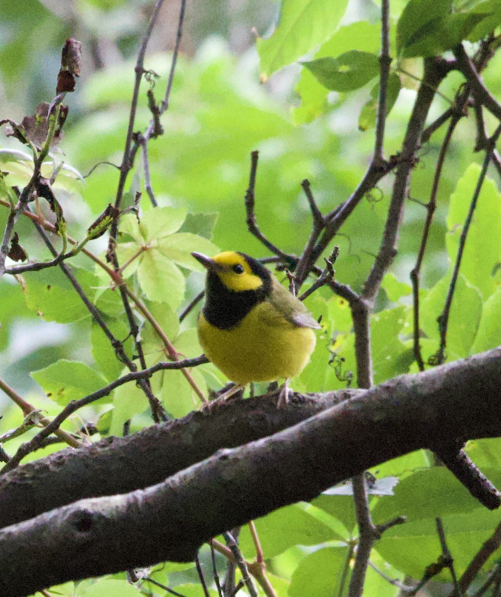 Hooded Warbler - ML642285009