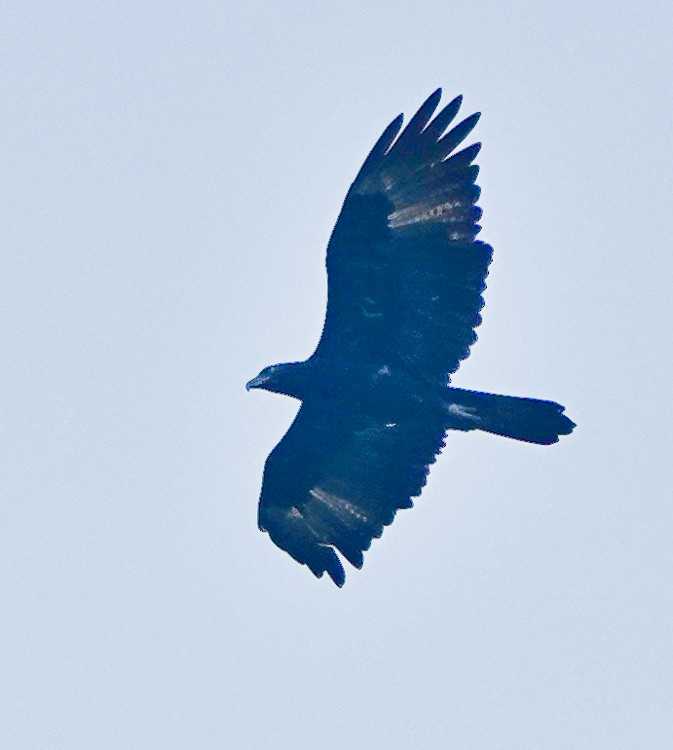 Gurney's Eagle - ML642285032
